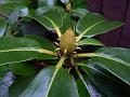 2009-0128_1330_Rhododendron_6C